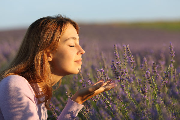 Woman smelling lavender flowers in a field at sunset