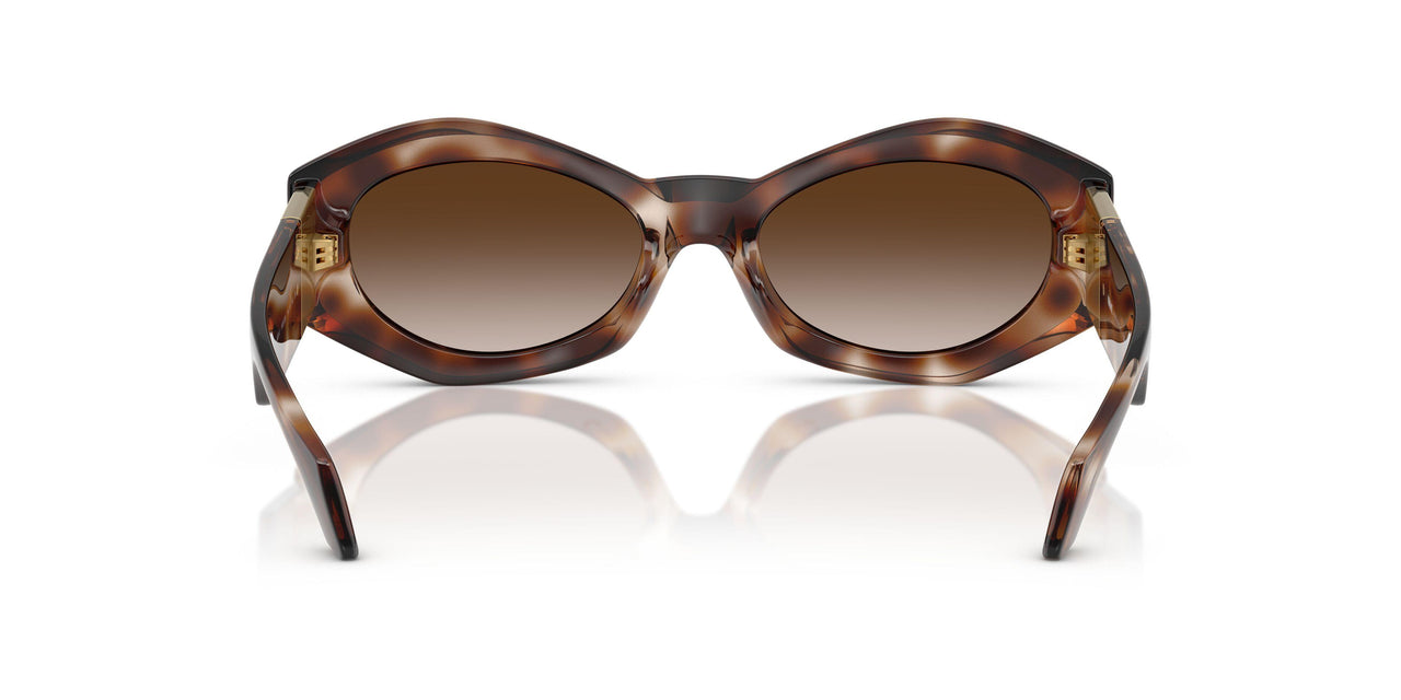 54613B - Tortoise - Brown Gradient