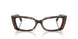 5002 - Tortoise