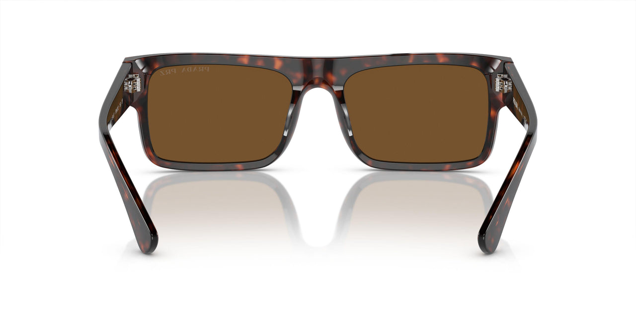17N01D - Tortoise - Brown Polar