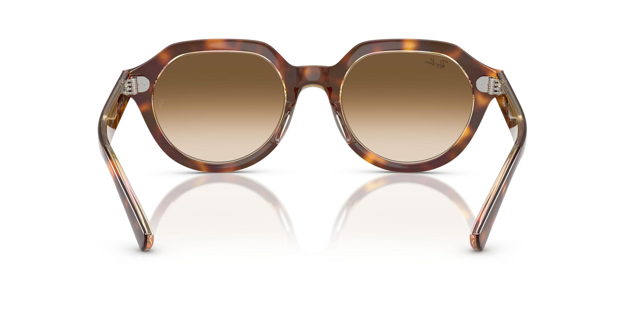 141451 - Tortoise - Clear Gradient Brown