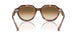 141451 - Tortoise - Clear Gradient Brown