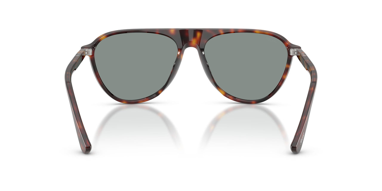24/56 - Tortoise - Light Blue