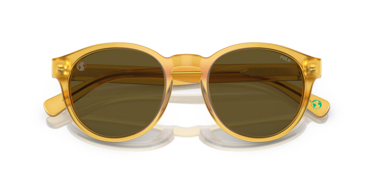 500573 - Tortoise - Dark Brown Olive