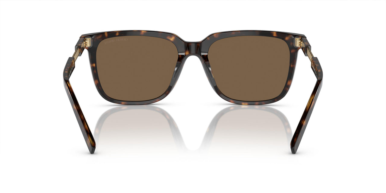 587973 - Tortoise - Dark Brown