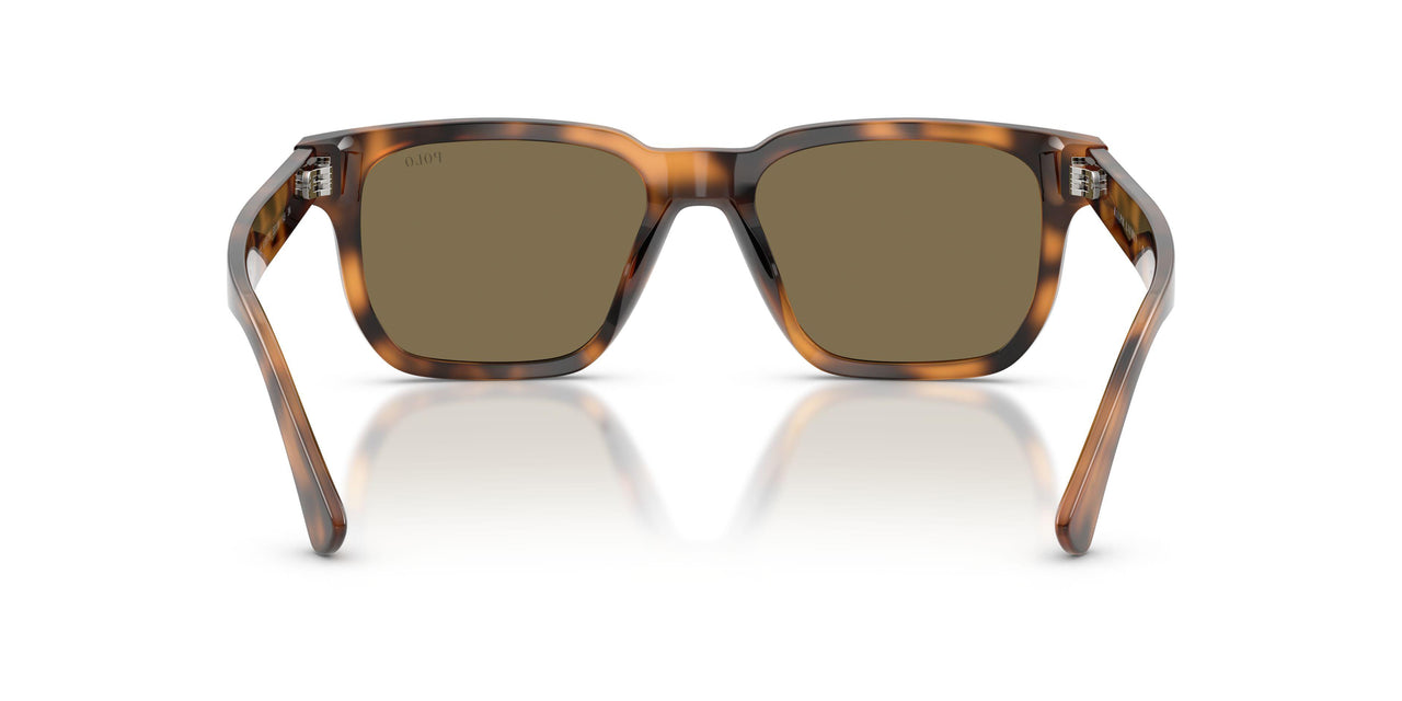 613873 - Tortoise - Brown