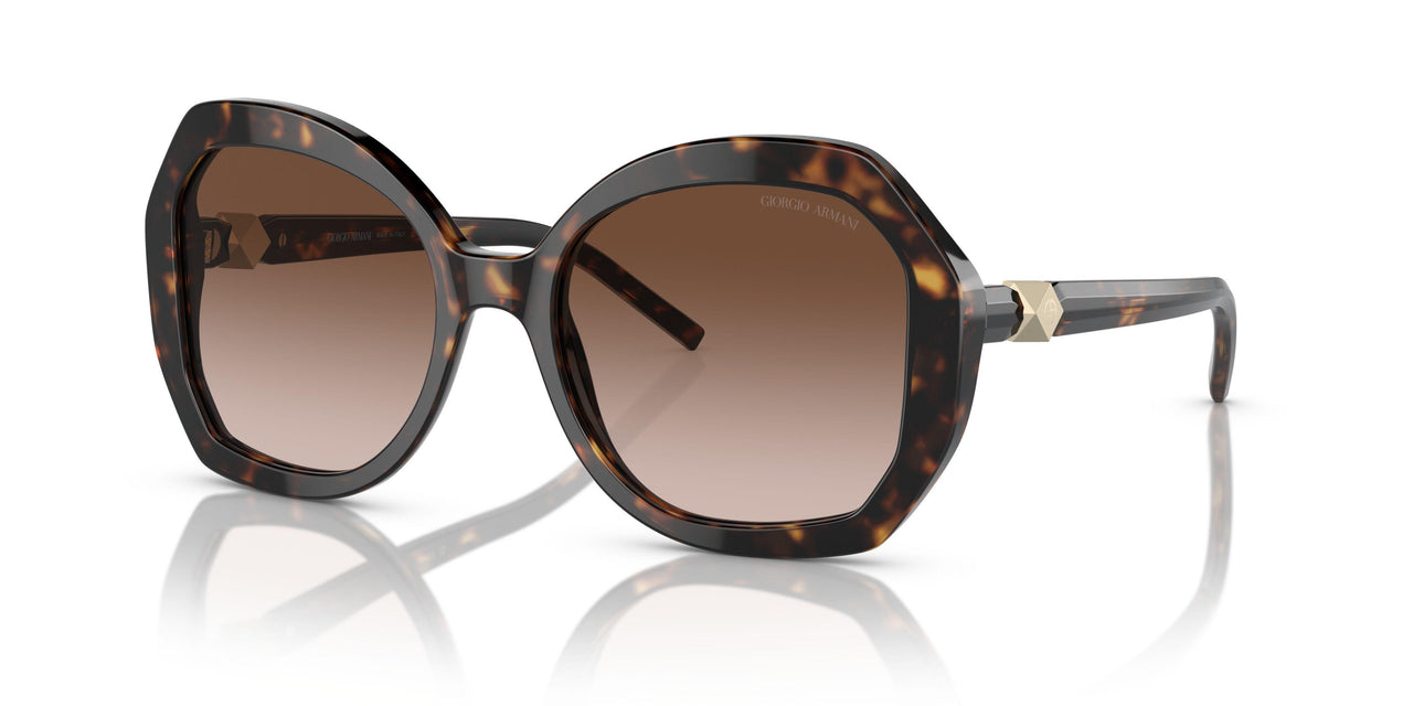 502613 - Tortoise - Gradient Brown