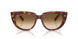 141451 - Tortoise - Clear Gradient Brown