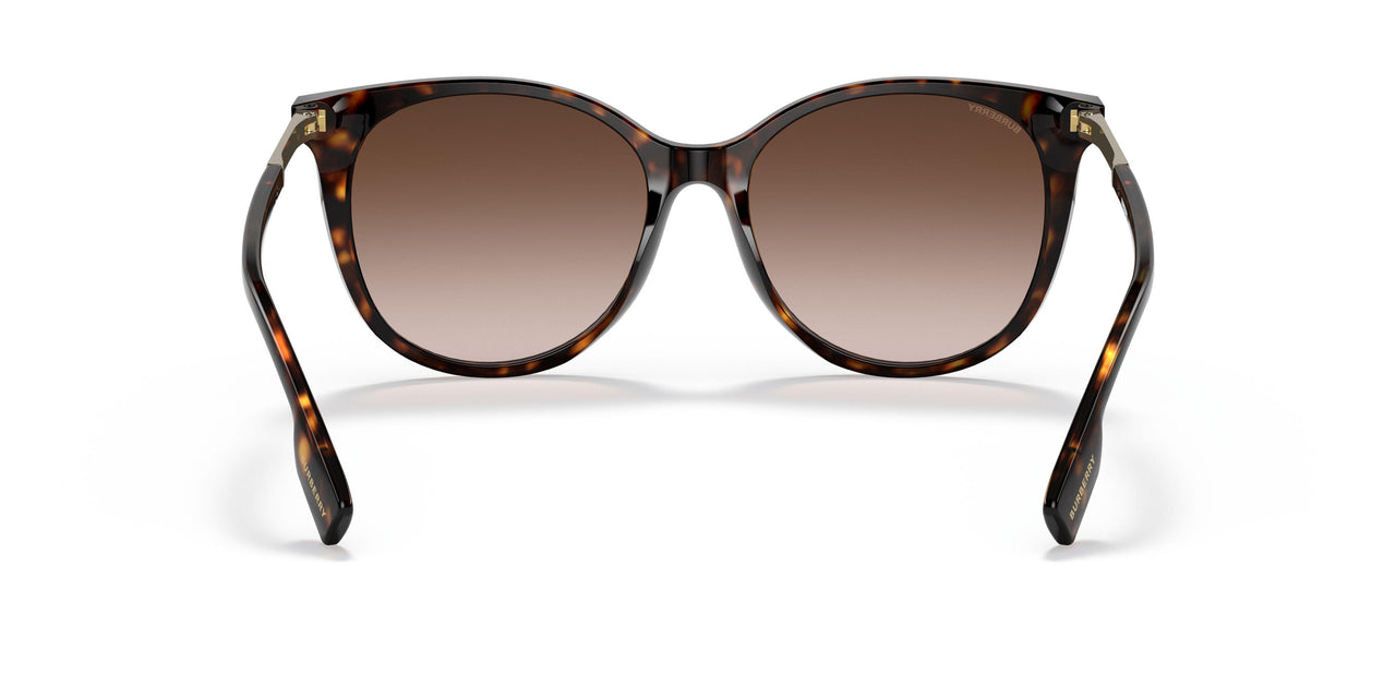 300213 - Havana - Brown Gradient