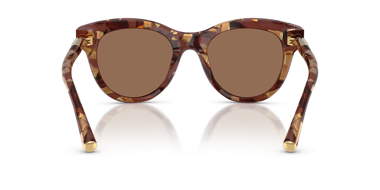 346273 - Tortoise - Dark Brown