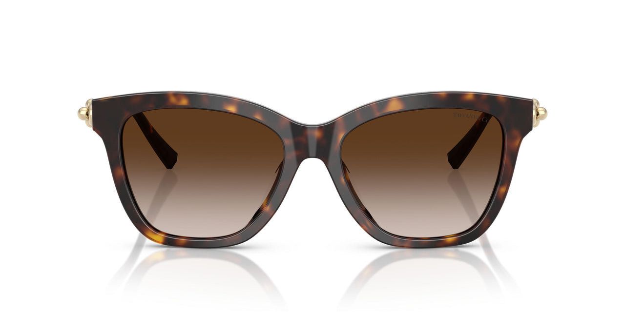 80153B - Tortoise - Brown Gradient