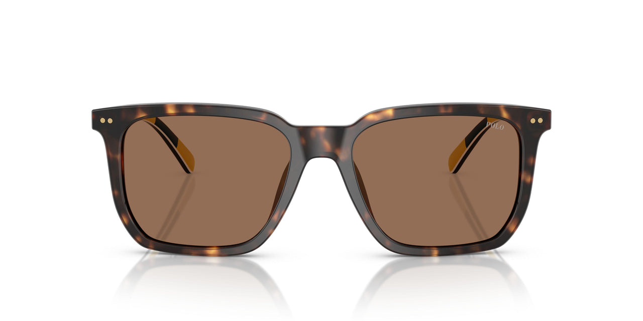 500373 - Tortoise - Dark Brown