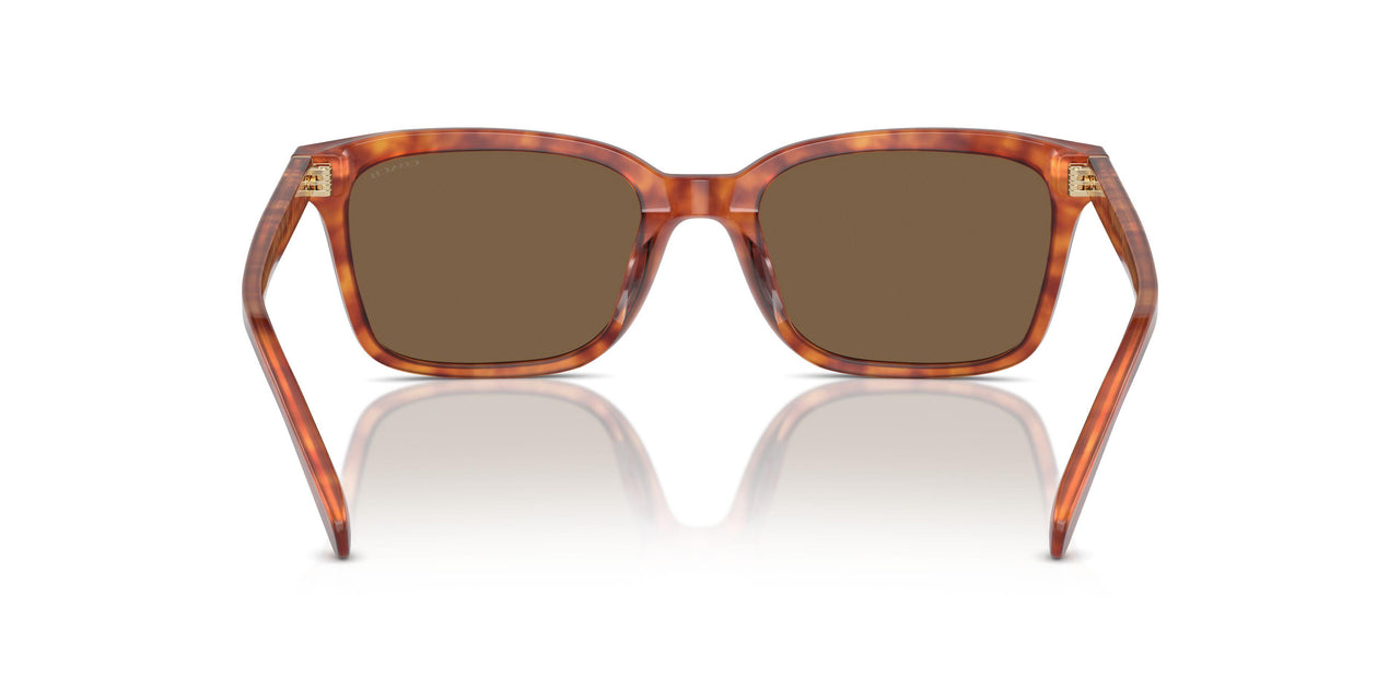 577473 - Tortoise - Brown Solid