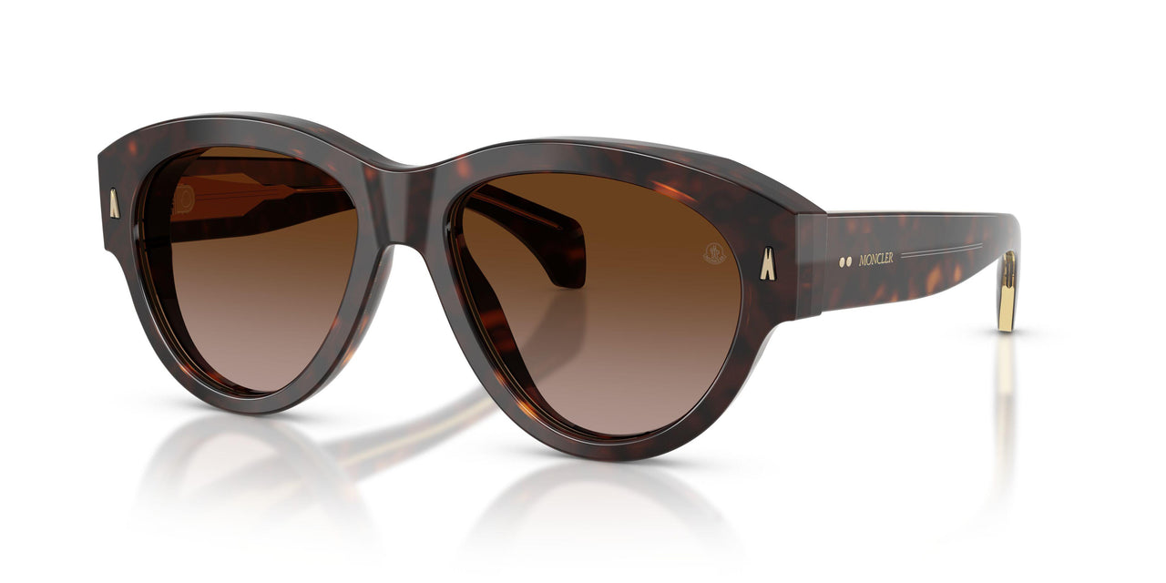 300213 - Tortoise - Brown Gradient