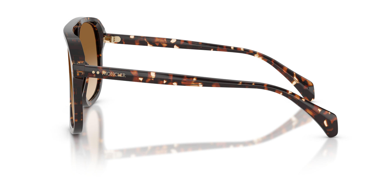 304889 - Tortoise - Gradient Brown