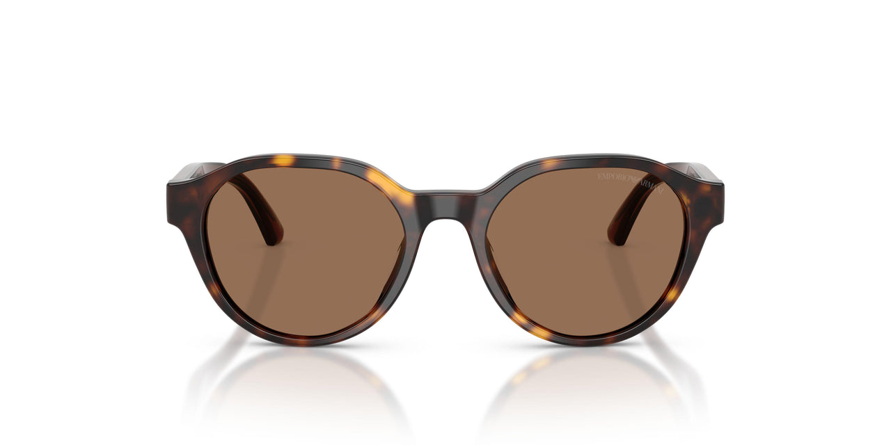 502673 - Tortoise - Dark Brown