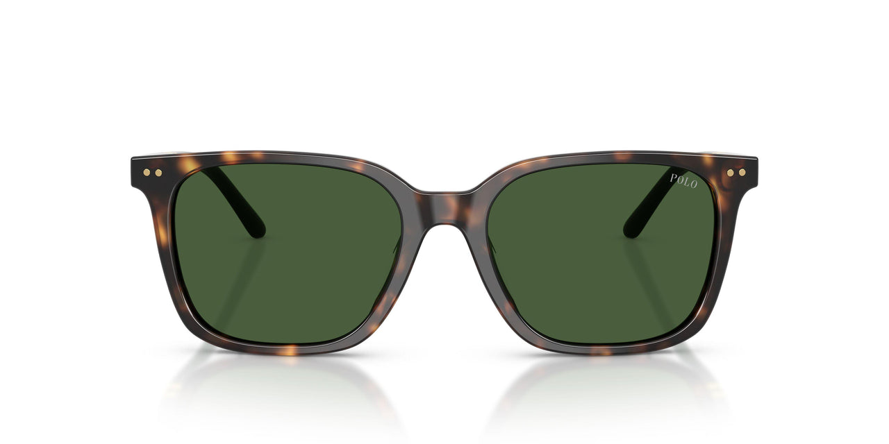 500371 - Tortoise - Bottle Green