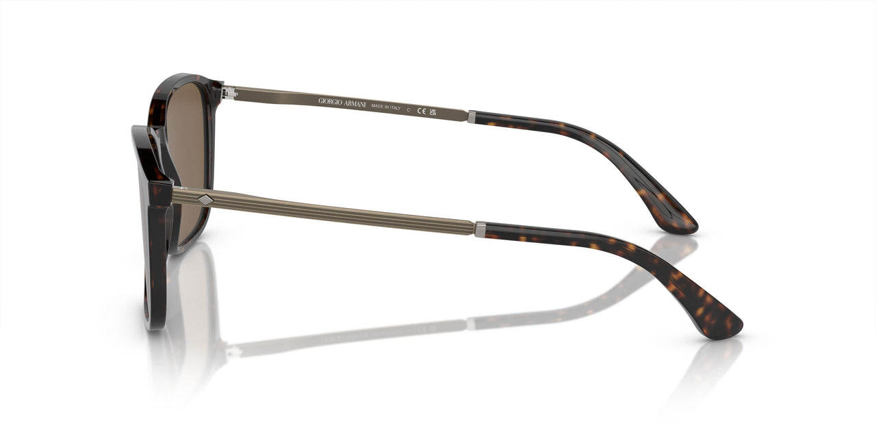 502673 - Tortoise - Dark Brown