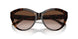 500213 - Tortoise - Gradient Brown