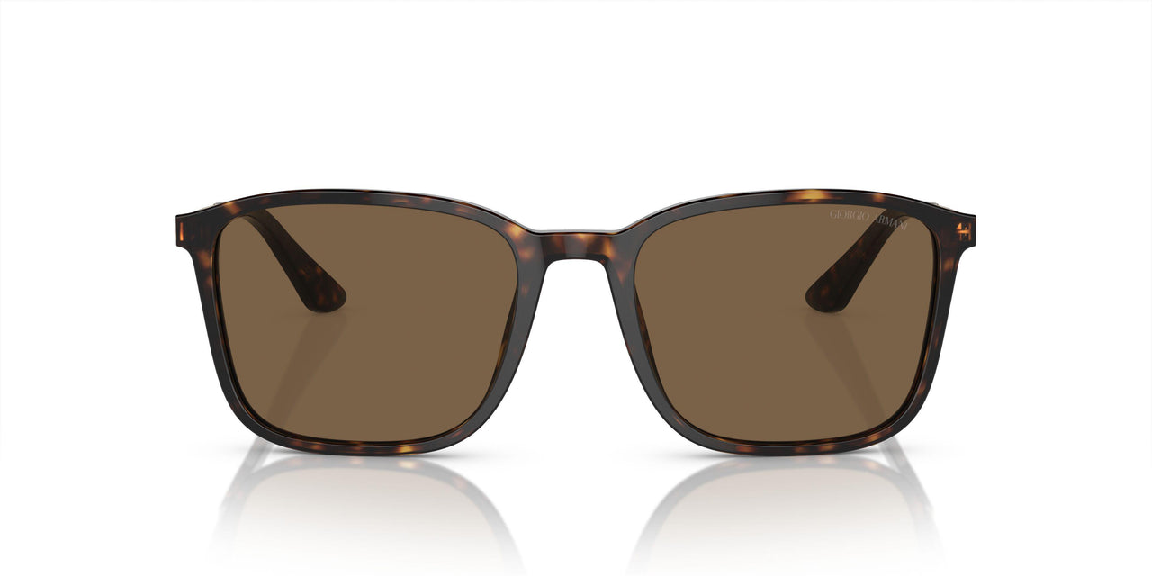 502673 - Tortoise - Dark Brown