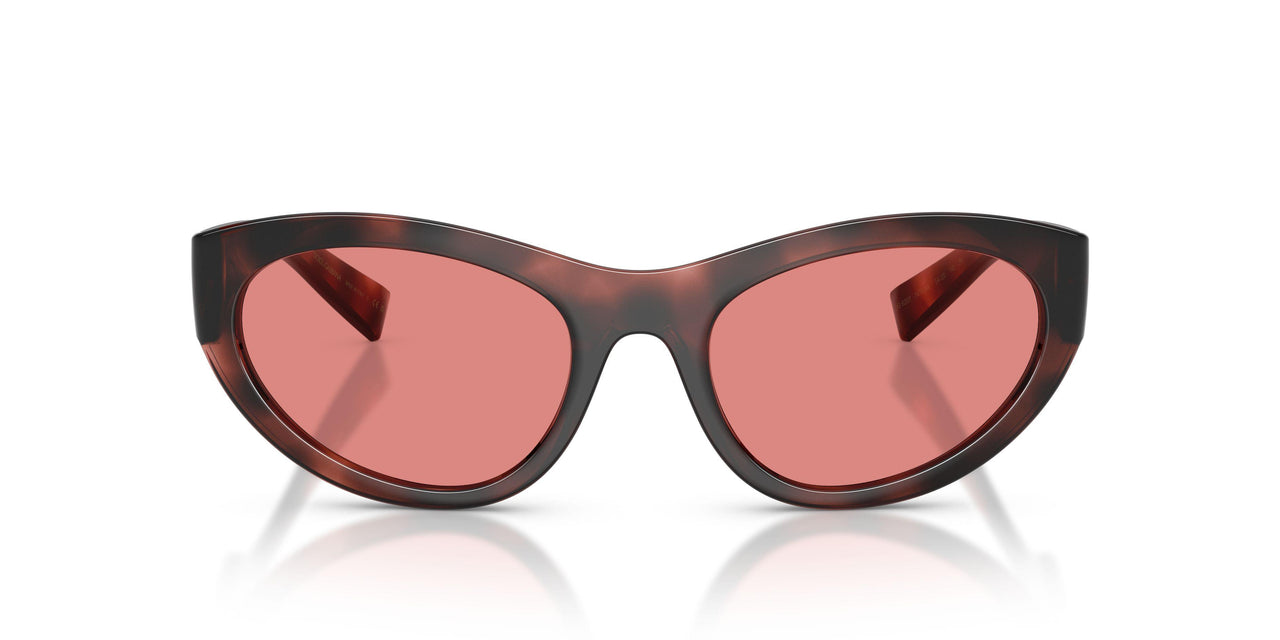 347684 - Tortoise - Pink