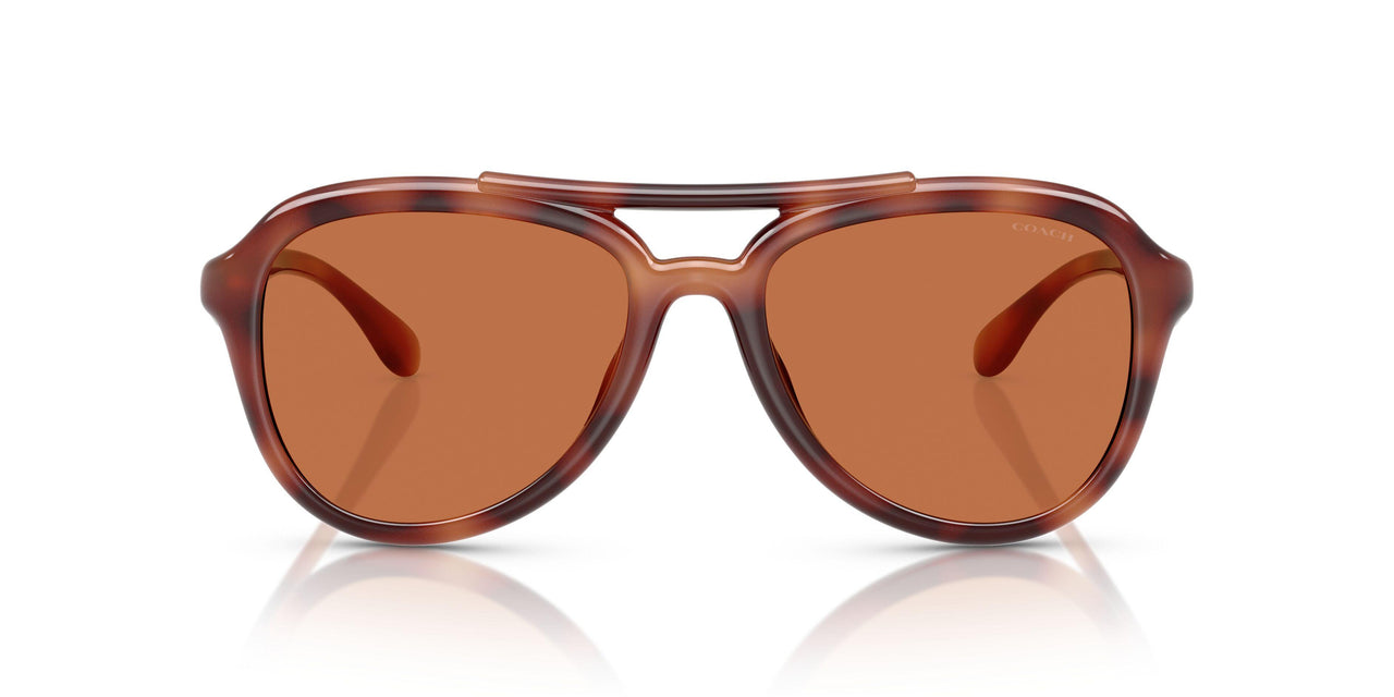 577473 - Tortoise - Brown Solid