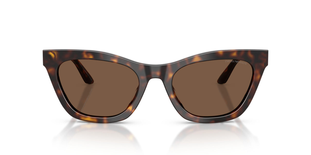 502673 - Tortoise - Brown