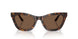 502673 - Tortoise - Brown
