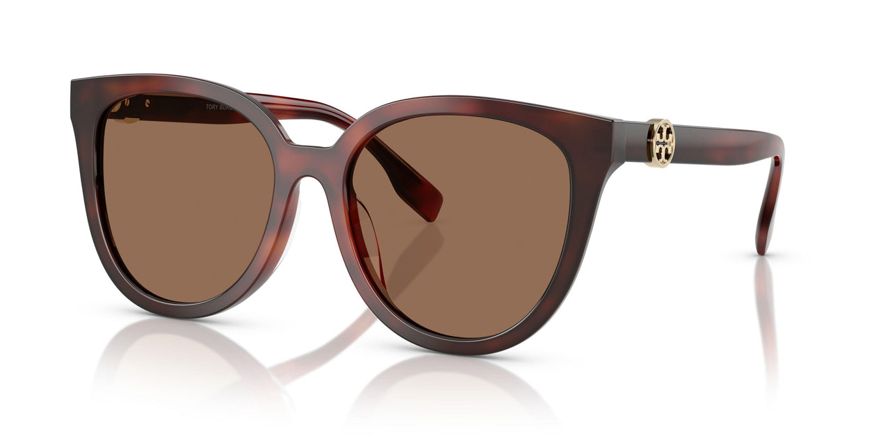 201173 - Tortoise - Dark Brown