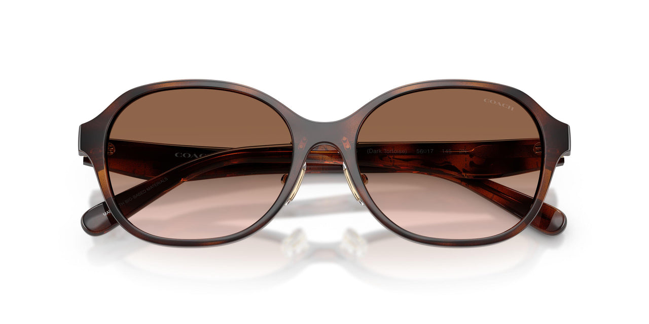 512013 - Tortoise - Brown Gradient