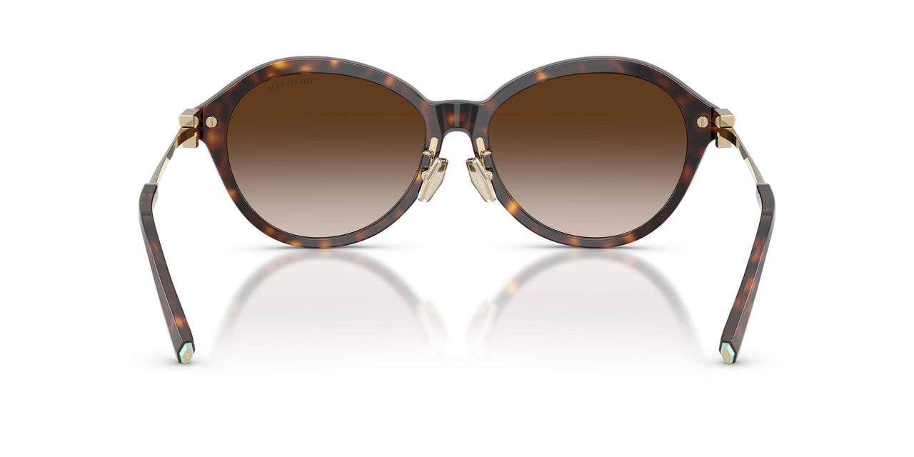 80153B - Tortoise - Brown Gradient