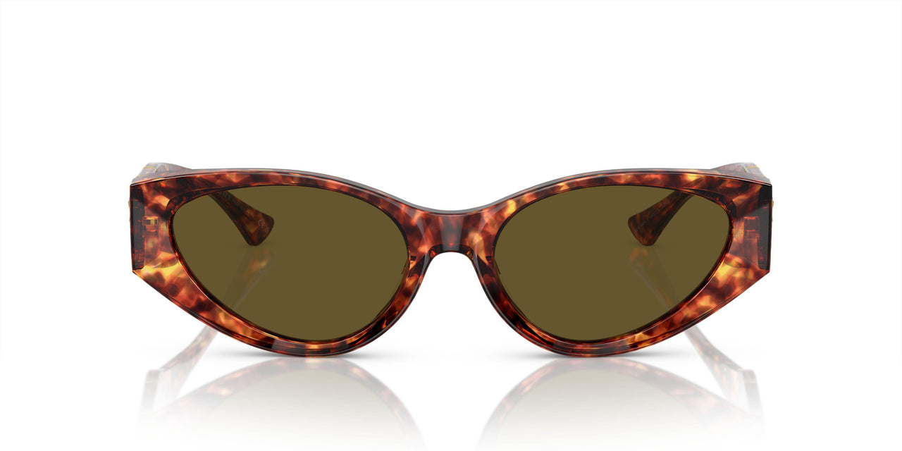 543773 - Tortoise - Dark Brown