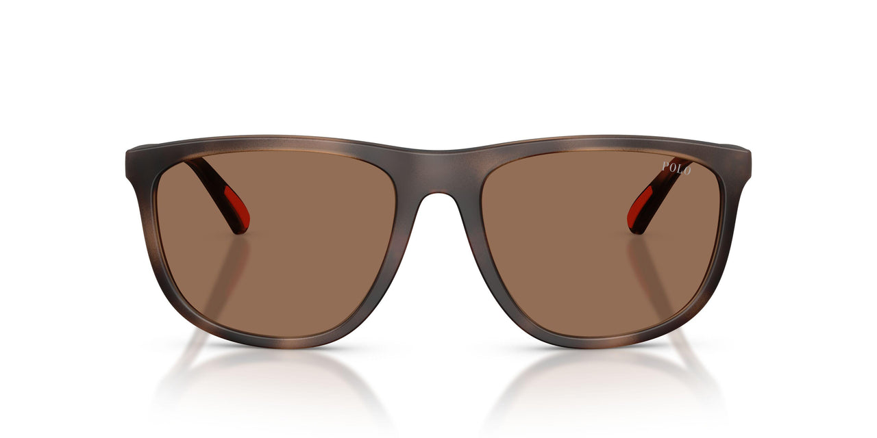 597473 - Tortoise - Dark Brown
