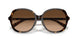 512074 - Tortoise - Brown Gradient
