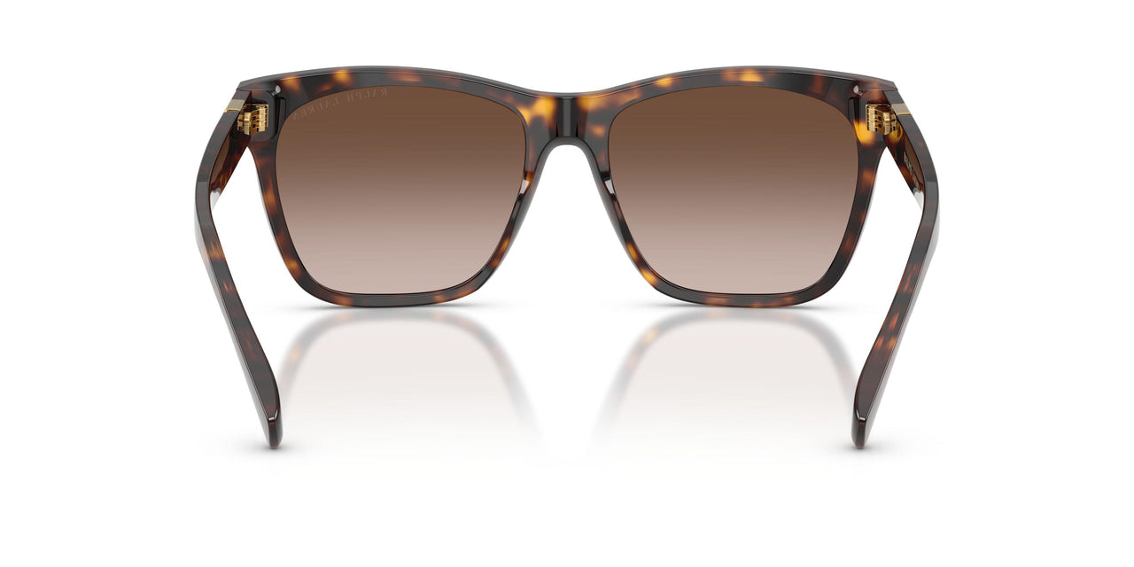 500313 - Tortoise - Gradient Brown