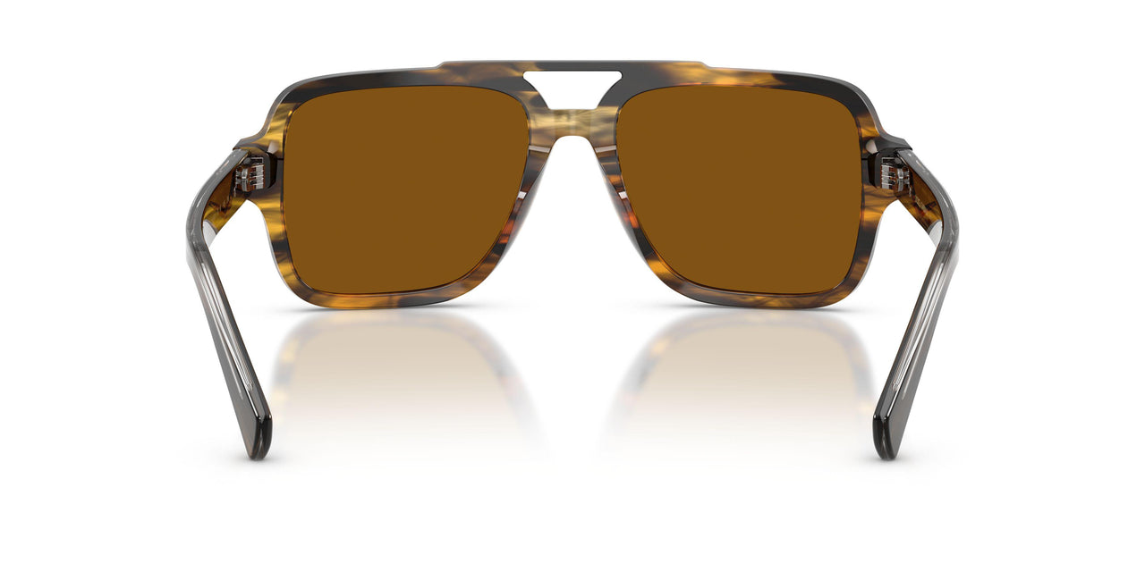 306363 - Tortoise - Brown