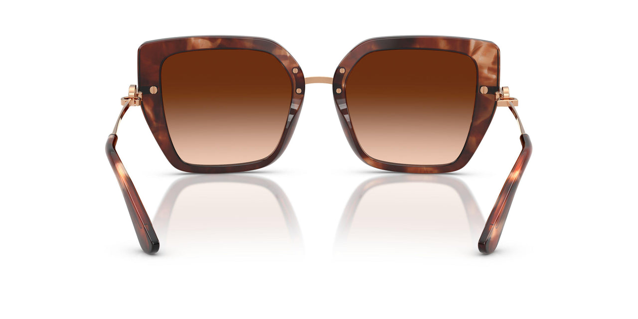 322274 - Tortoise - Brown Gradient