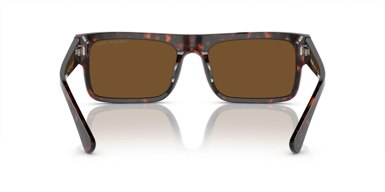 17N01D - Tortoise - Brown Polar