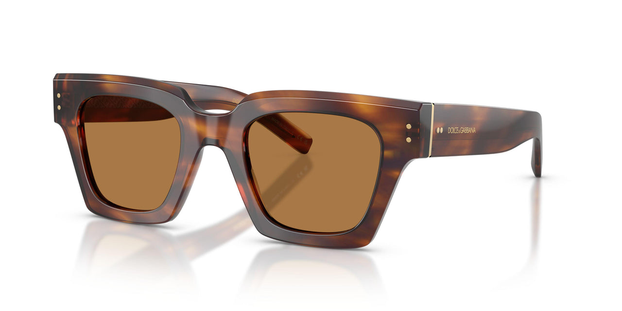 306373 - Tortoise - Bronze