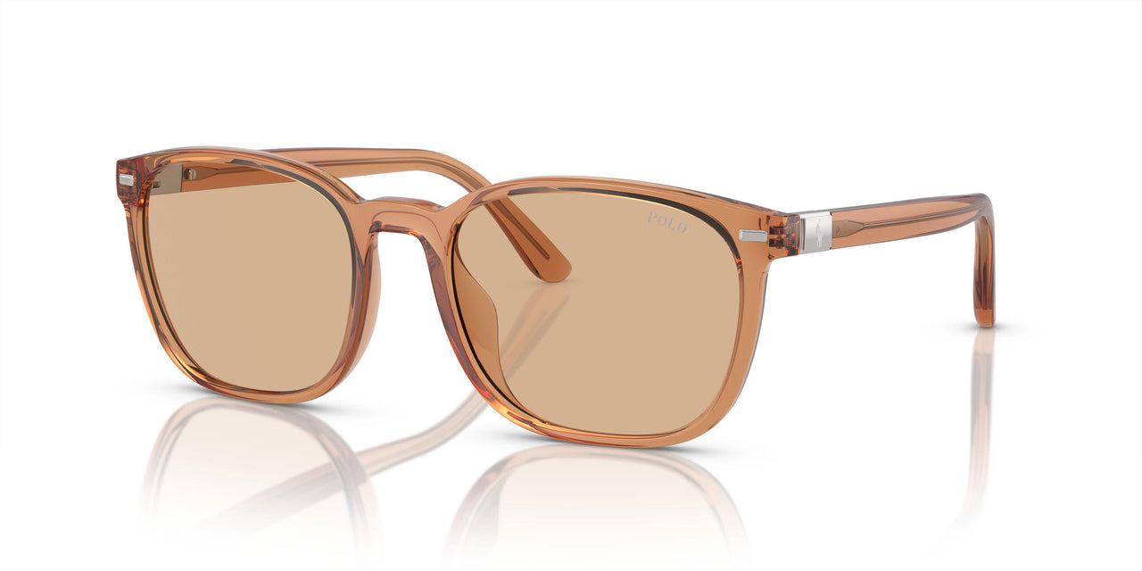 604873 - Brown - Light Brown