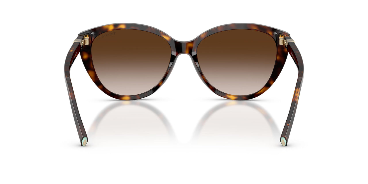80153B - Tortoise - Brown Gradient