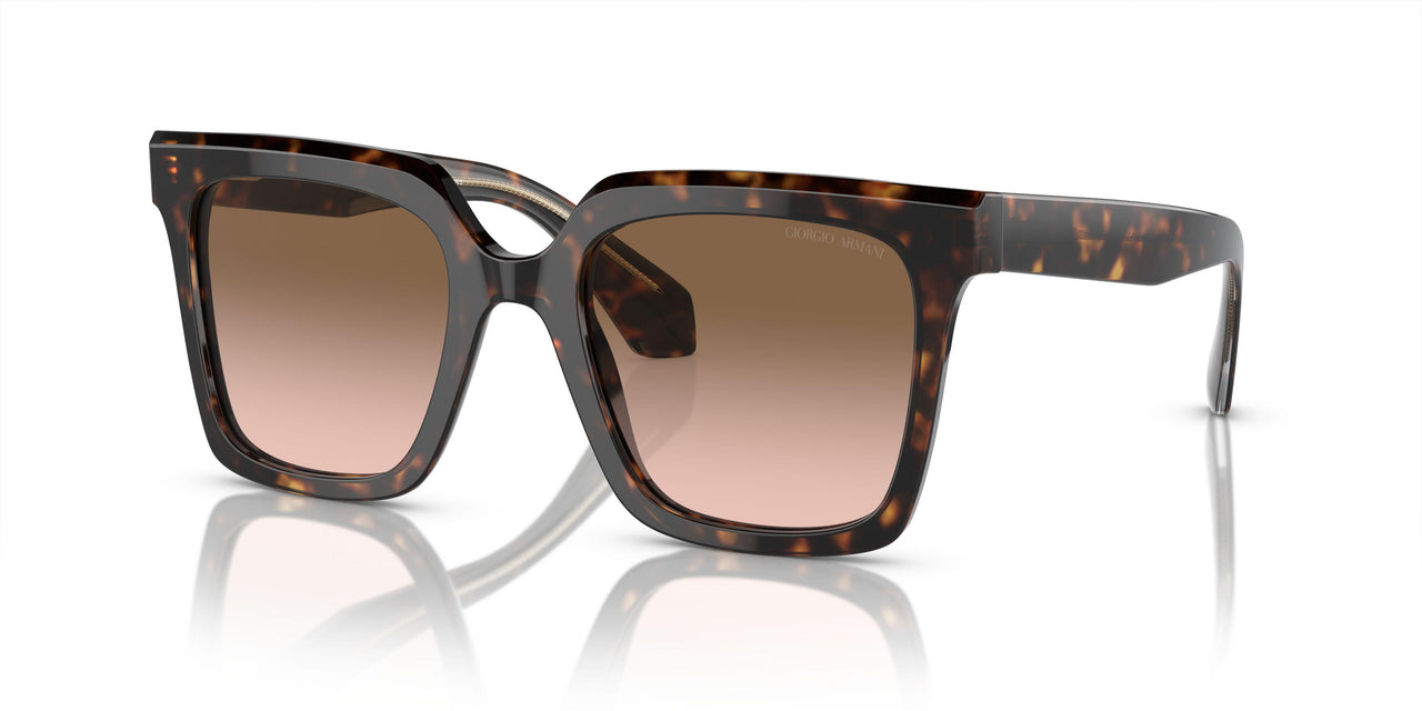 587951 - Tortoise - Brown Gradient