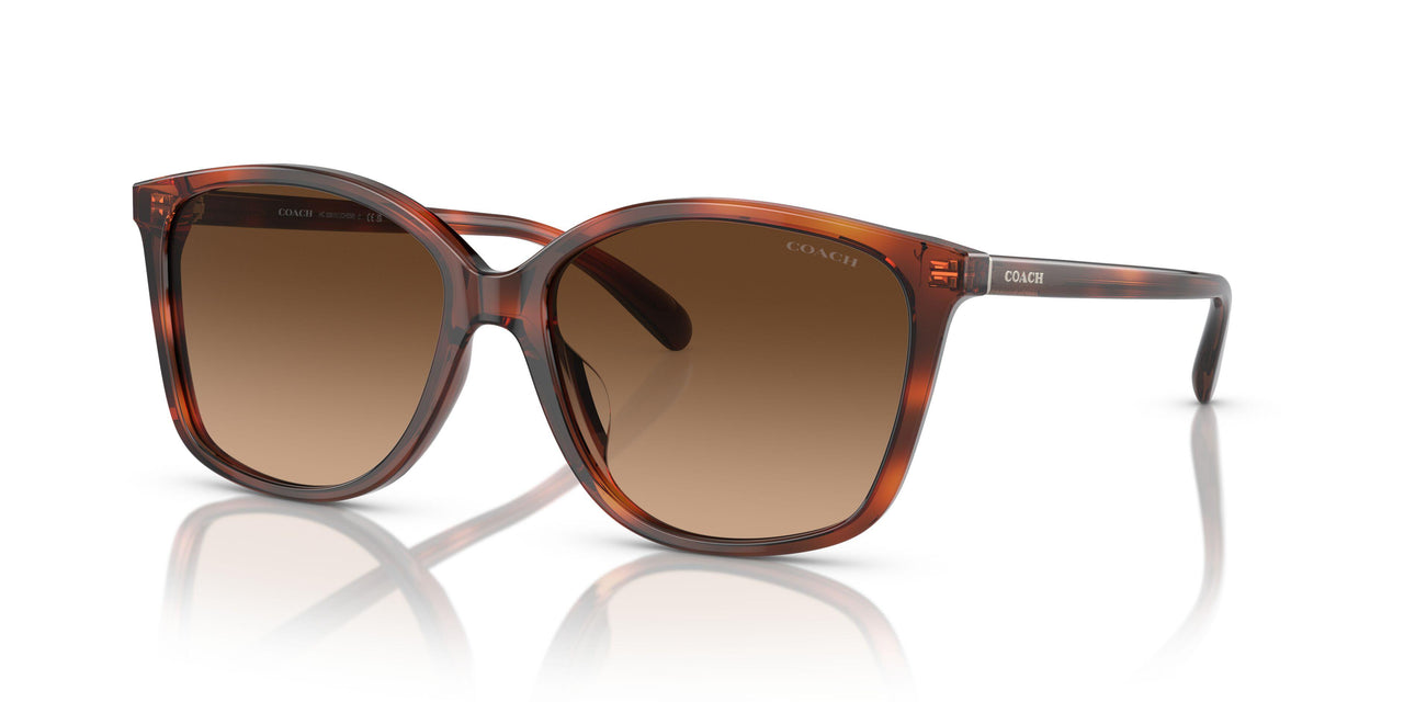 574174 - Tortoise - Brown Gradient