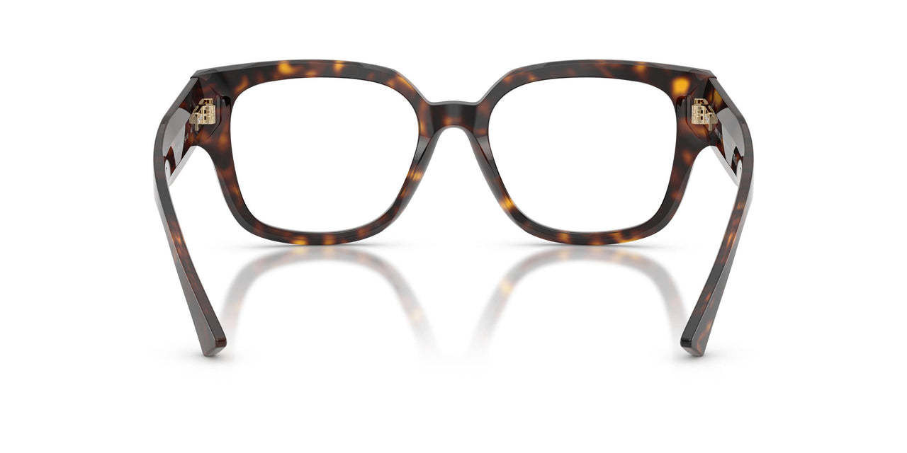 5002 - Tortoise