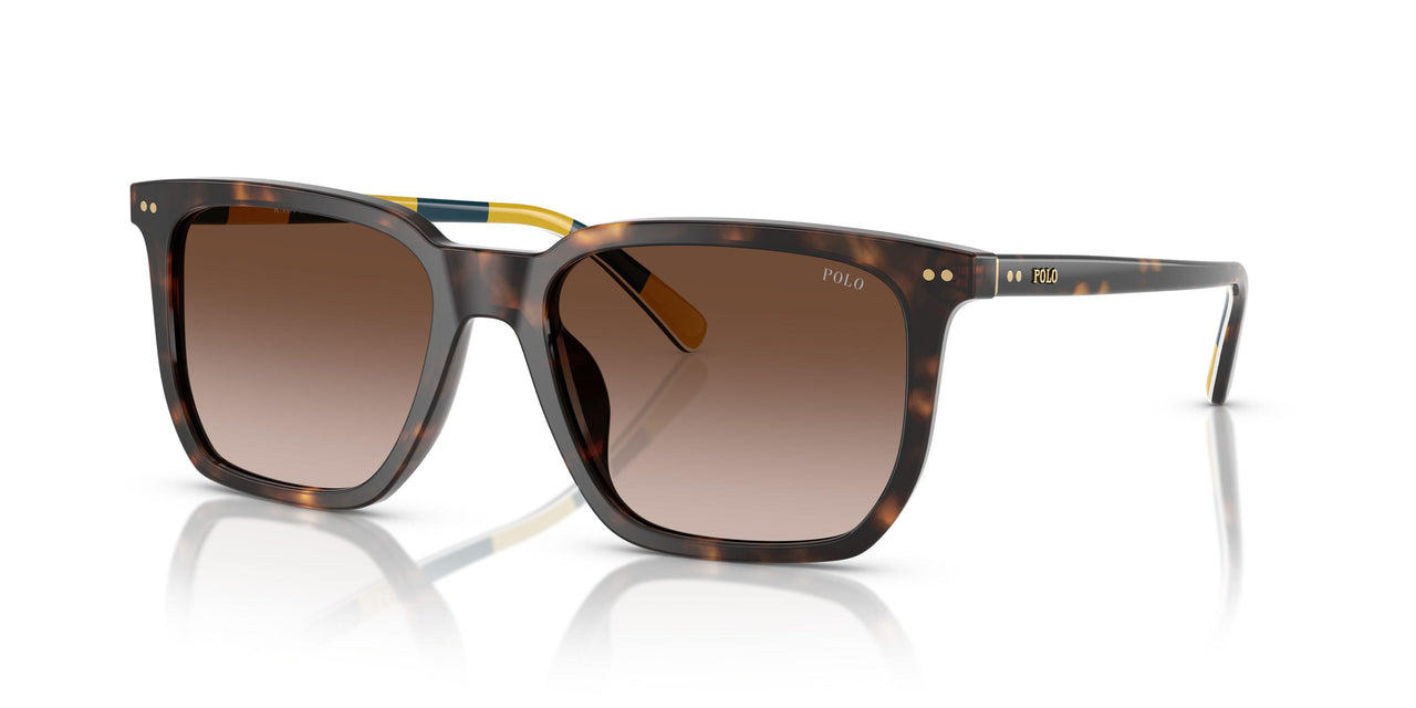 500313 - Tortoise - Gradient Dark Brown