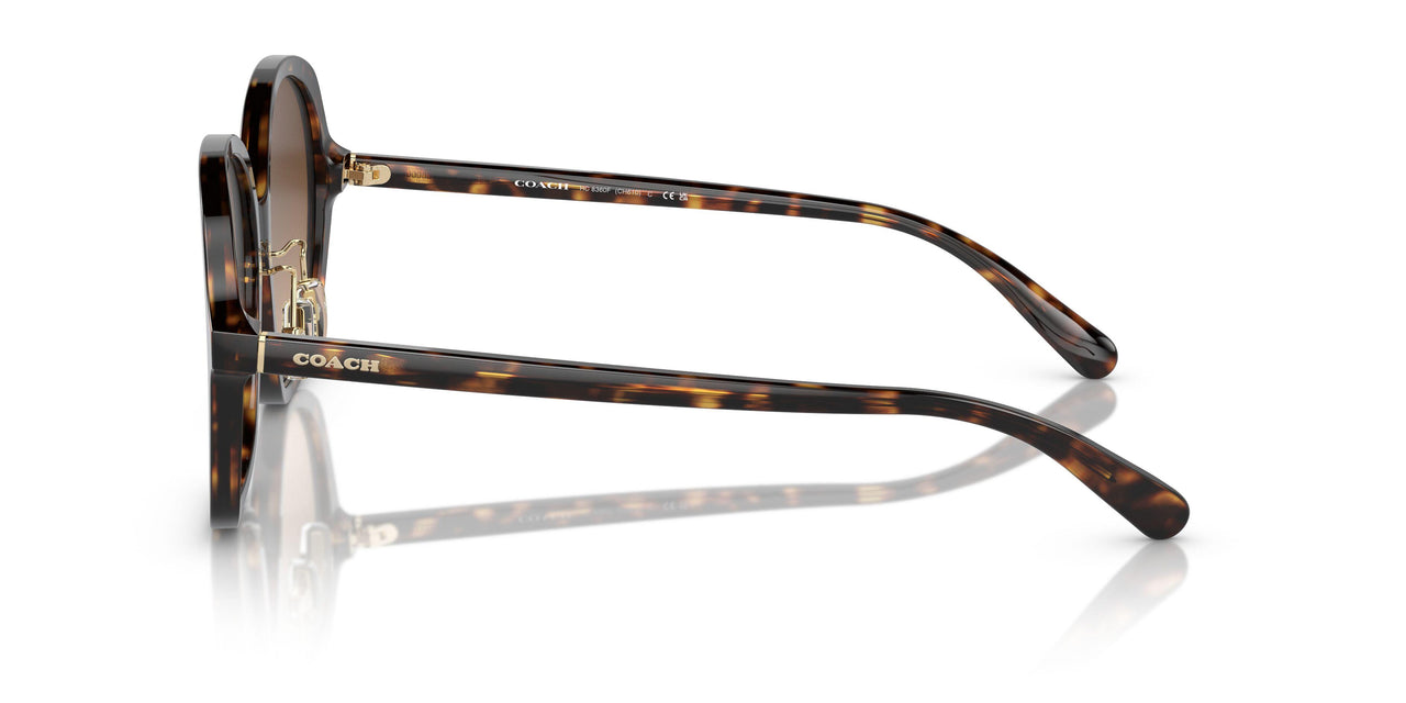 512074 - Tortoise - Brown Gradient