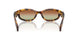 14L70T - Tortoise - Green/brown