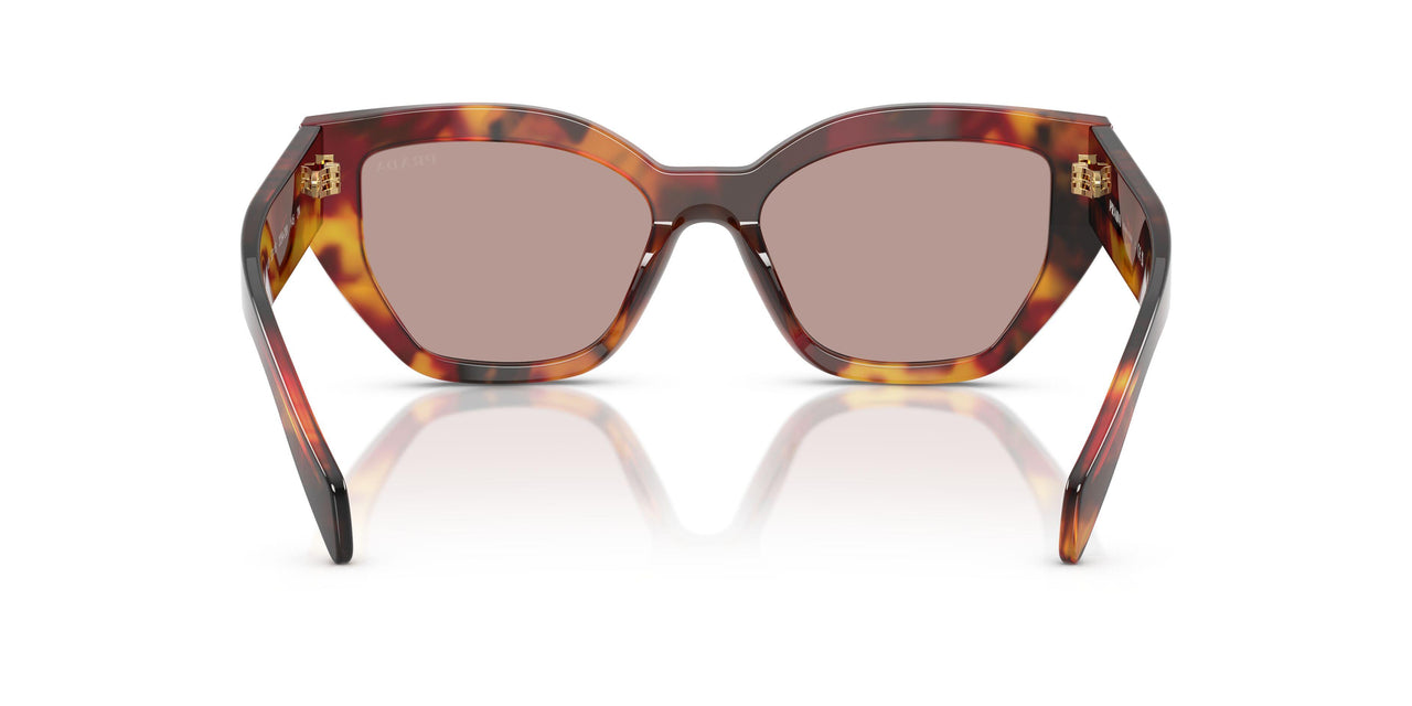 22A20I - Tortoise - Light Purple Brown