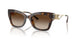 300613 - Tortoise - Brown Gradient