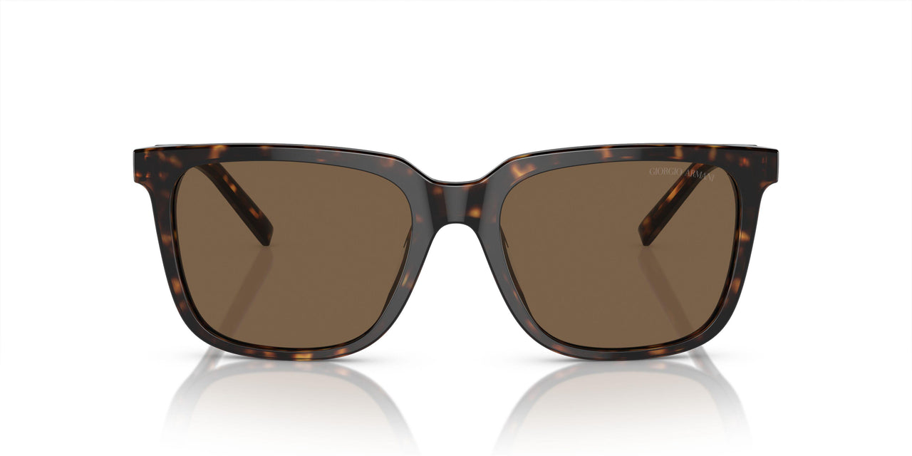 587973 - Tortoise - Dark Brown